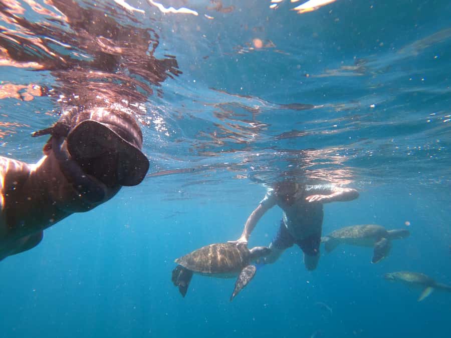 São Vicente: Snorkeling with Turtles Breathtaking Experience - What to pack for the turtle trip