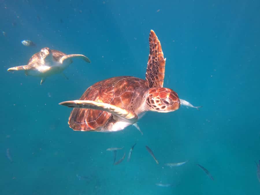 São Vicente: Snorkeling with Turtles Breathtaking Experience - Meeting Green turtles near São Pedro