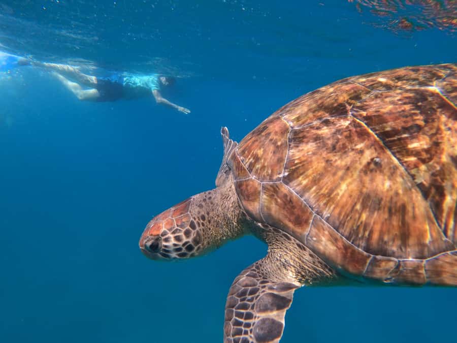 São Vicente: Snorkeling with Turtles Breathtaking Experience - The turtle encounter and responsible behavior