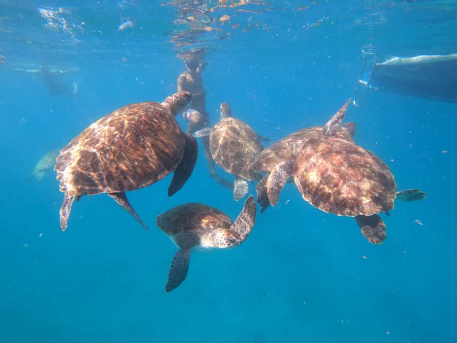 São Vicente: Snorkeling with Turtles Breathtaking Experience - Who will enjoy this São Vicente outing?