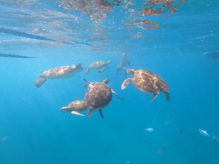 São Vicente: Snorkeling with Turtles Breathtaking Experience - Small group advantages and practical limits
