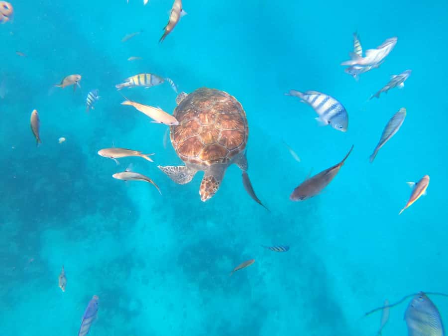São Vicente: Snorkeling with Turtles Breathtaking Experience - What the day looks like from hotel to water