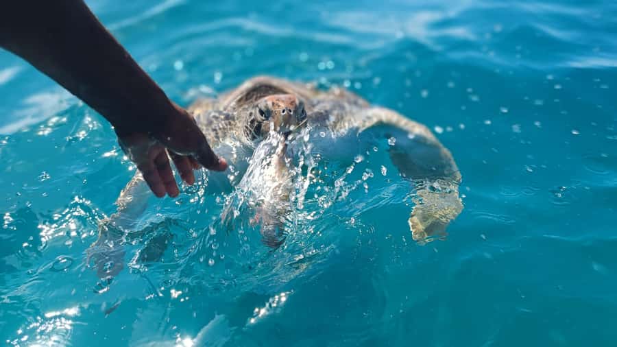 São Vicente: Swimming and Snorkeling Tour with Sea Turtles - Key points to know before you book