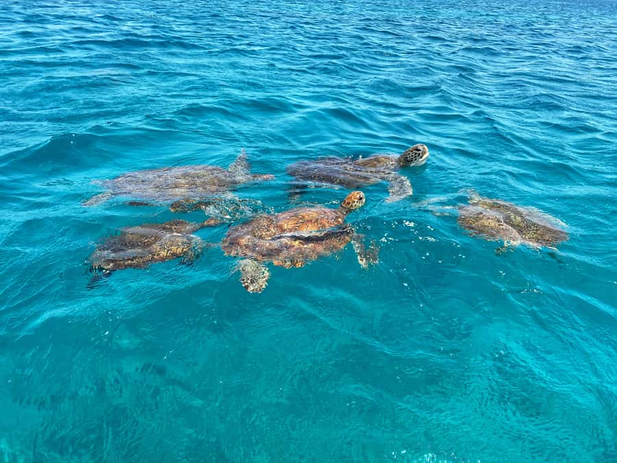 São Vicente: Swimming and Snorkeling Tour with Sea Turtles - What this São Vicente turtle tour is really like