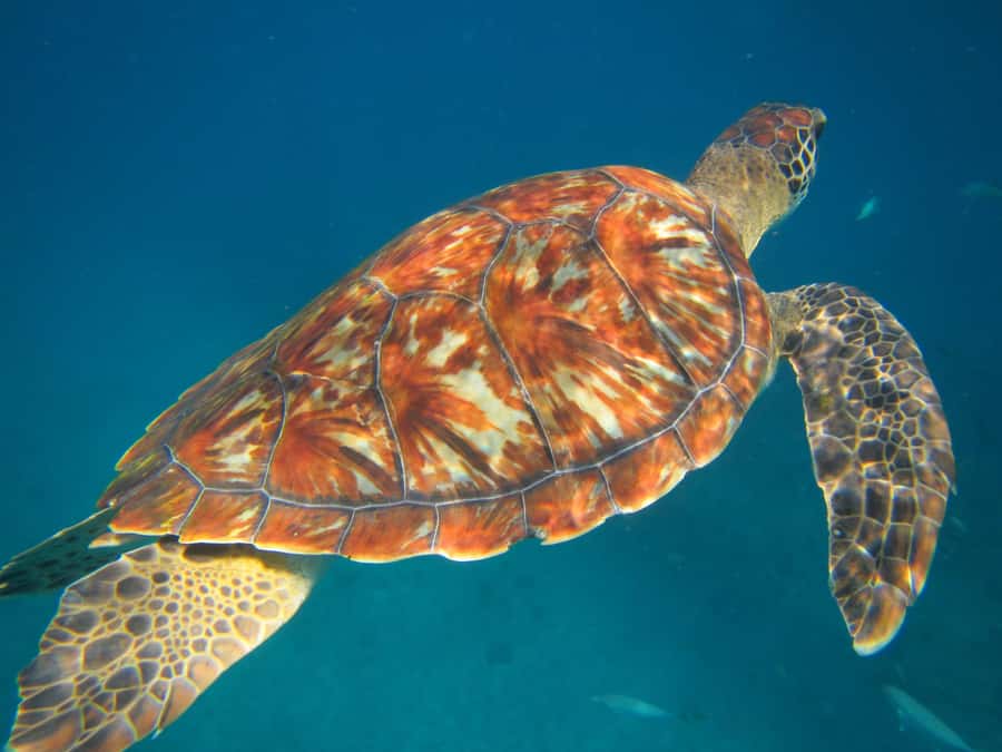 São Vicente: Swimming and Snorkeling Tour with Sea Turtles - A three-minute boat ride to the turtles