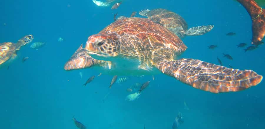 São Vicente: Swimming and Snorkeling Tour with Sea Turtles - From Mindelo to São Pedro in 20 minutes