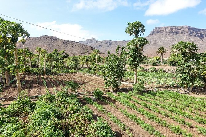 Shore Excursion São Vicente, Mindelo 4h or 6h - Mindelo’s artists, markets, and daily rhythm