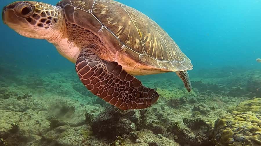 Short Snorkeling Trip - A short boat ride to Sal Rei Bay