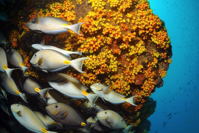 Snorkeling Experience in Santa Maria Bay by boat - What the water time is really like