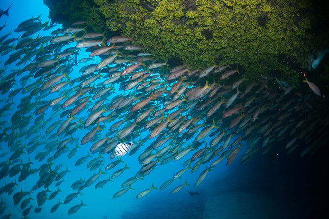 Snorkeling Experience in Santa Maria Bay by boat - Why the 40-minute length can work