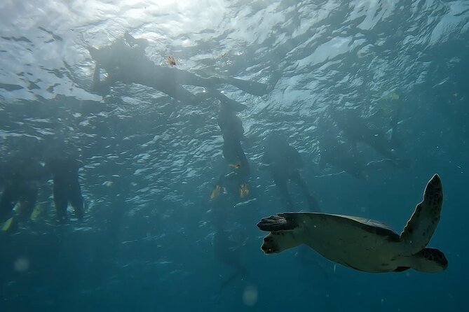 Snorkeling Experience in Santa Maria Bay by boat - Conditions, cancellation, and what to bring