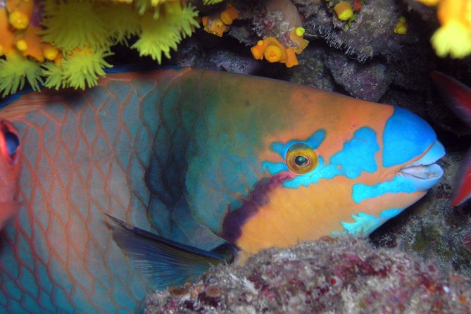 Snorkeling Tour - Key points to know before you book