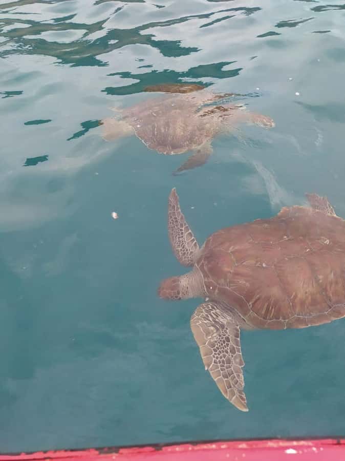 Snorkeling with Turtles - Practical advice for the water