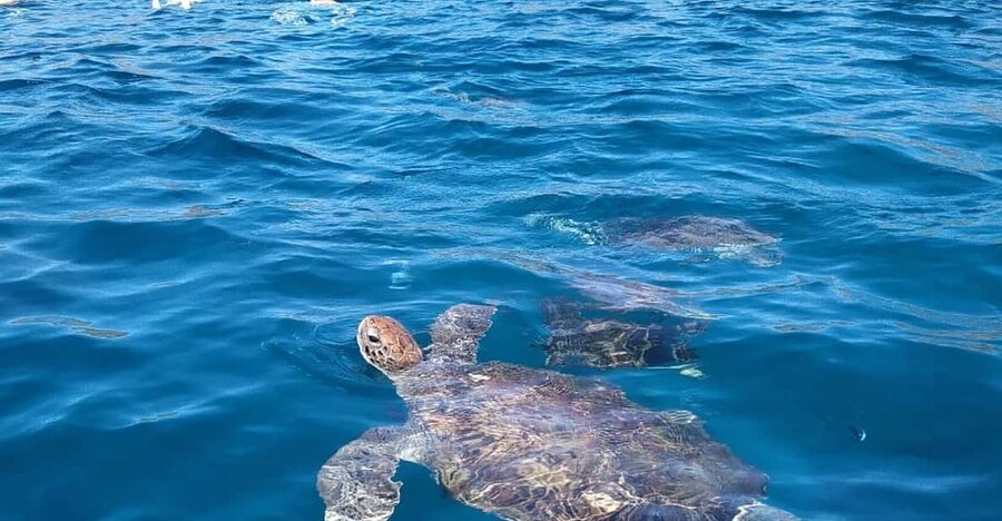 Snorkeling with turtles at Sao Pedro's Beach - Safety instructions and getting fitted with gear
