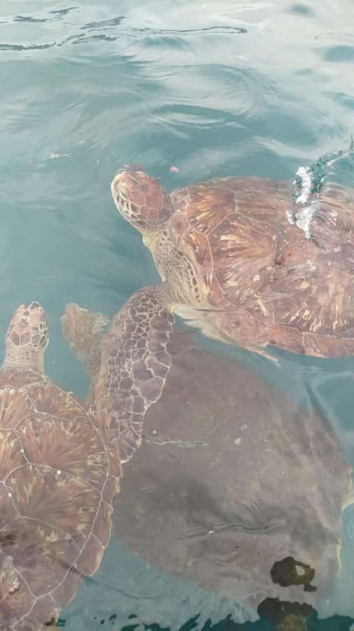 Snorkeling with Turtles - What the São Pedro visit includes