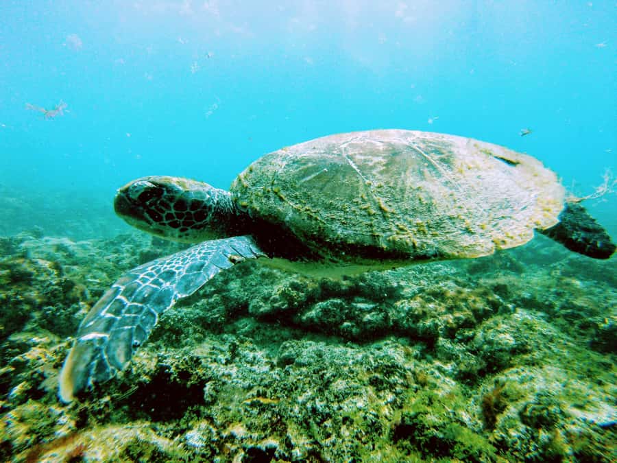 Snorkelling trip with certificate local guide - Beginner help is the strongest part of the service