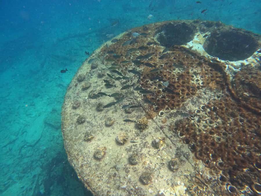 Snorkelling trip with certificate local guide - Equipment, photos, and the $50 value