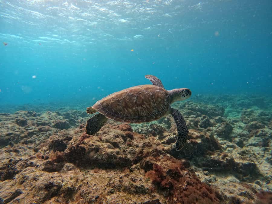 Snorkelling trip with certificate local guide - Organization is the part that needs patience