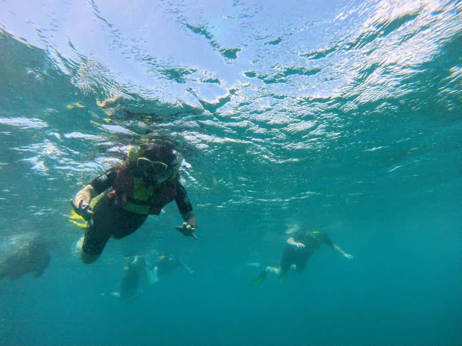 Snorkelling trip with certificate local guide - Should you book this Sal snorkelling trip?