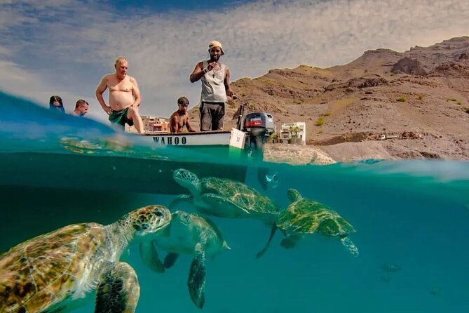Spectacular experience with sea turtles - Key points at a glance