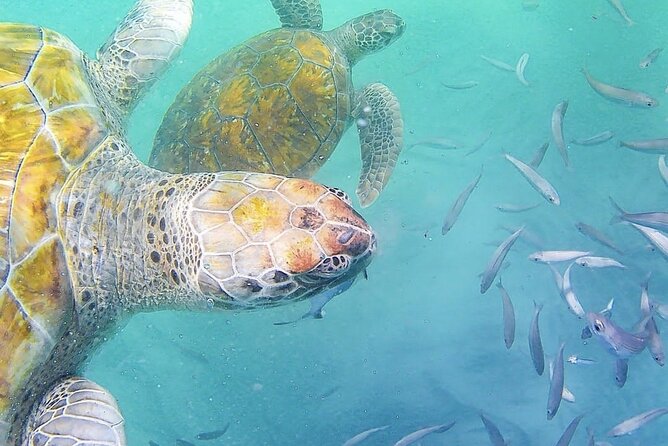 Spectacular experience with sea turtles - Why São Pedro Bay makes this unusual