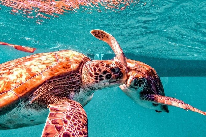 Spectacular experience with sea turtles - Snorkeling gear and safety details