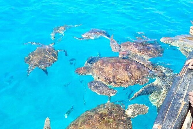 Spectacular experience with sea turtles - What the price includes in practical terms
