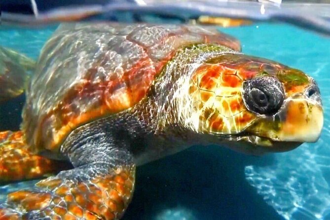Turtle Experience in Sal island - Watching a turtle make its own decision