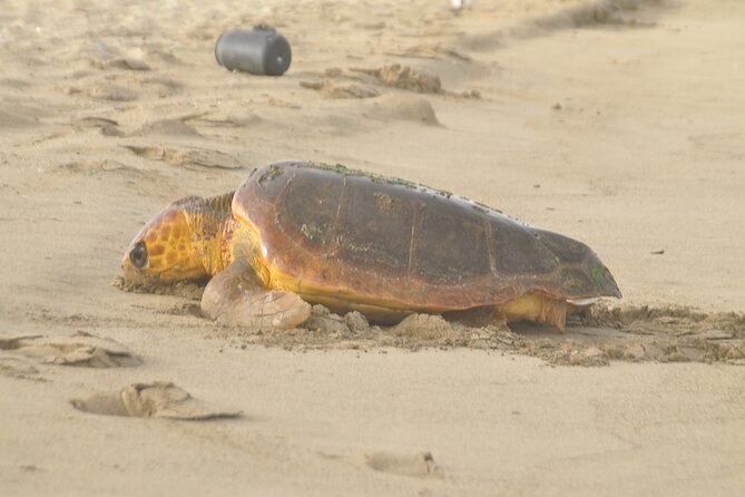 Turtle Experience in Sal island - An 8:00 PM start from Santa Maria