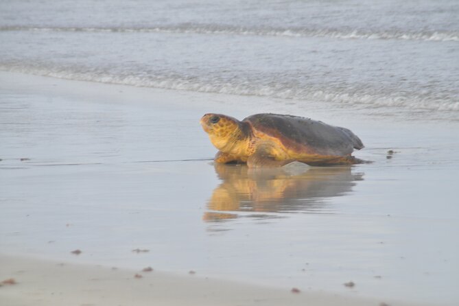 Turtle Experience in Sal island - Waiting is not wasted time