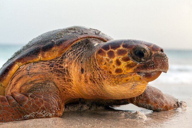 Turtle Experience in Sal island - The beach briefing sets the rules