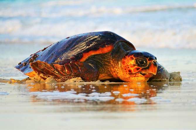 Turtle Watching Adventure - Key points to know before booking