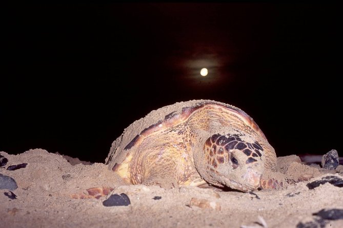 Turtle Watching Adventure - The glamping tent sets the tone