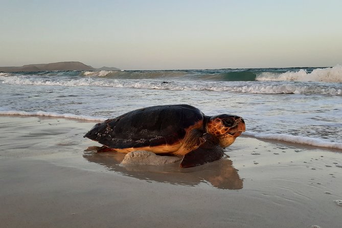 Turtle Watching Adventure - The careful approach to a nesting turtle