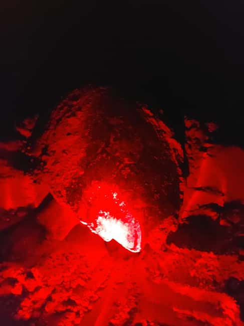 Turtle watching in Boa Vista Island - Watching the Turtle Choose a Nesting Site