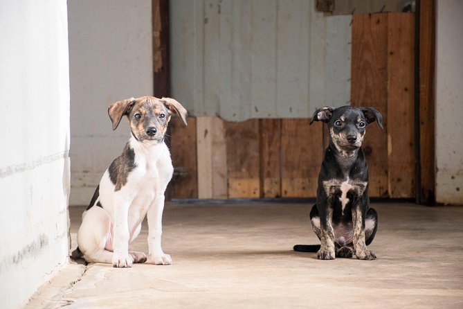 Volunteering with animals in Sao Vicente! - Why this three-hour visit feels different