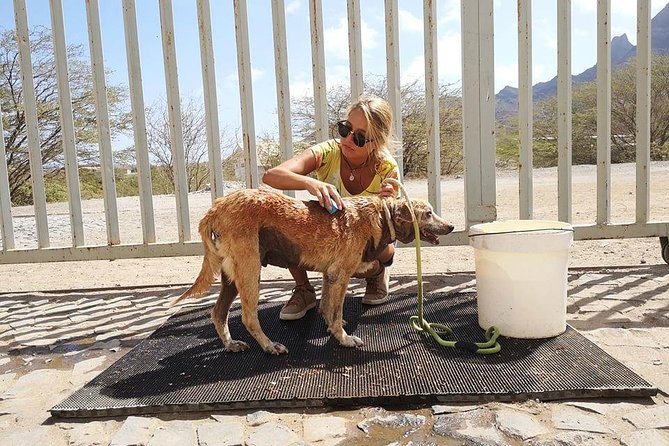 Volunteering with animals in Sao Vicente! - Meeting the dogs and cats of Sao Vicente