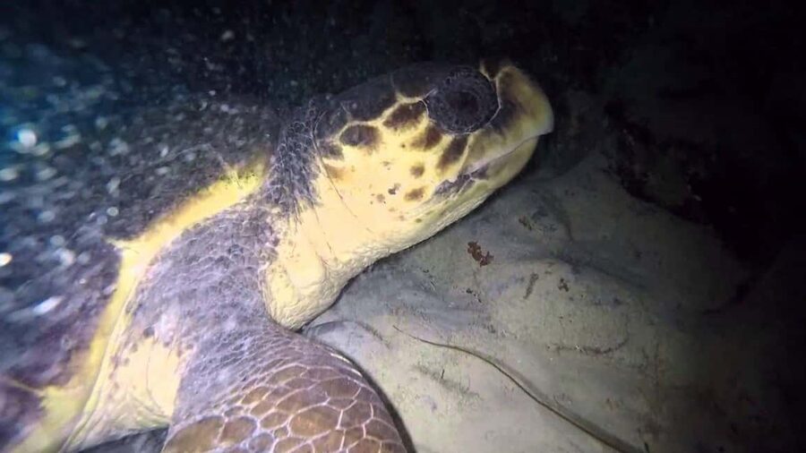 Watch Sea Turtles Nesting – Night Tour in Sal Island - The briefing before the turtles appear