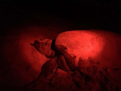 Watch Sea Turtles Nesting – Night Tour in Sal Island