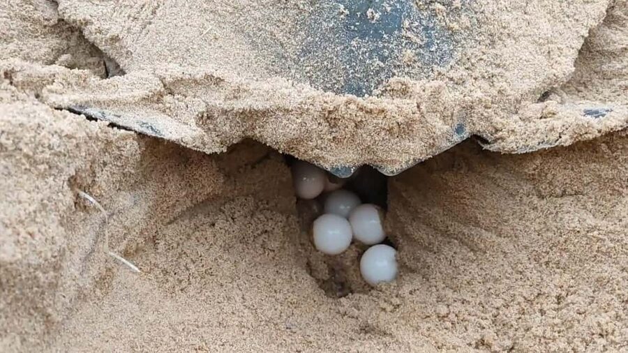 Watch Sea Turtles Nesting – Night Tour in Sal Island - The chance of hatchlings in September and October