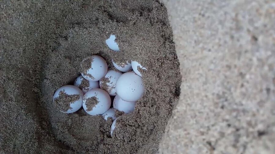 Watch Sea Turtles Nesting – Night Tour in Sal Island - Group, private, and deluxe choices