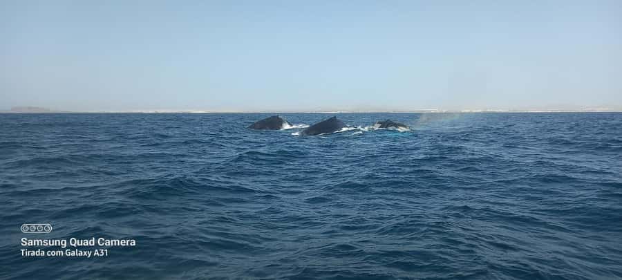 Whale watching tour SEASONAL - Humpbacks in Boa Vista’s seasonal waters