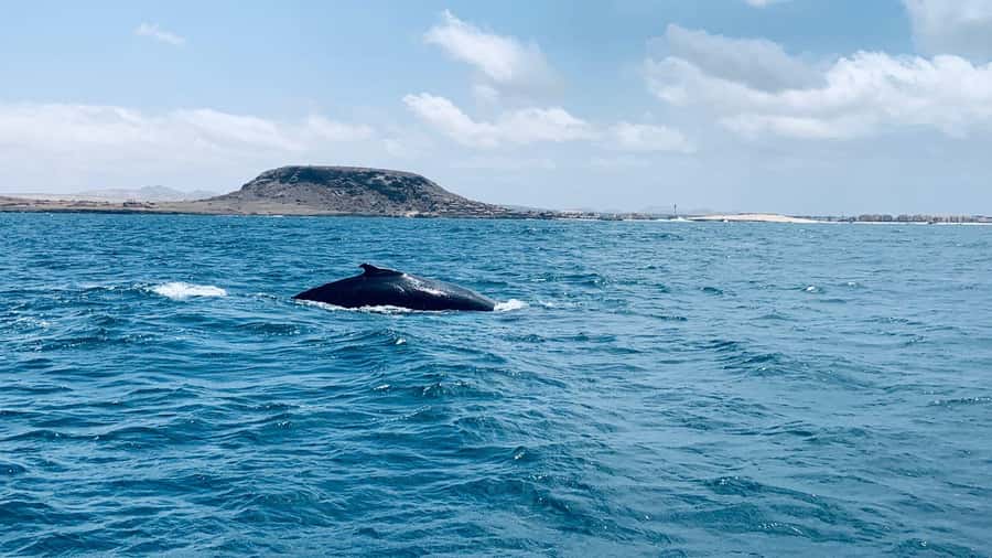 Whale watching tour SEASONAL - What the boat outing is like