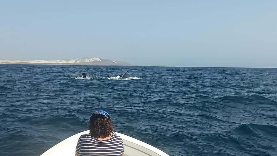 Whale watching tour SEASONAL - Eco-friendly rules and responsible whale watching