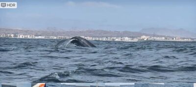 Whale watching tour SEASONAL