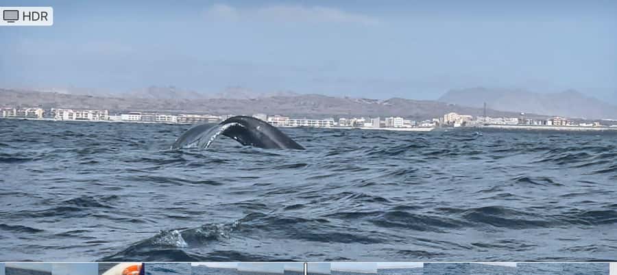 Whale watching tour SEASONAL - Why the small group of six matters